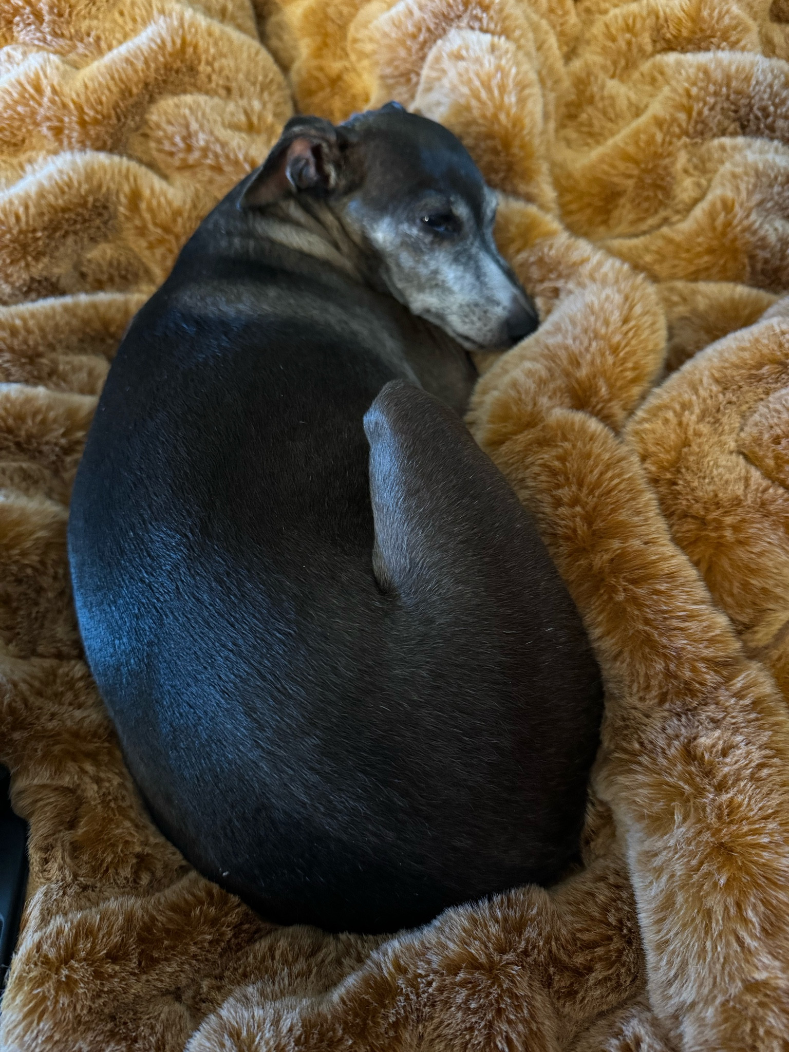 When a throw blanket is so soft, you can’t keep your eyes open!  This is Koda’s favorite spot in the house - he has loved this blanket from the first moment it arrived!  It is so incredibly soft and would make the perfect Christmas gift (even if it is just for yourself)!!!

#LTKhome #LTKHoliday #LTKGiftGuide