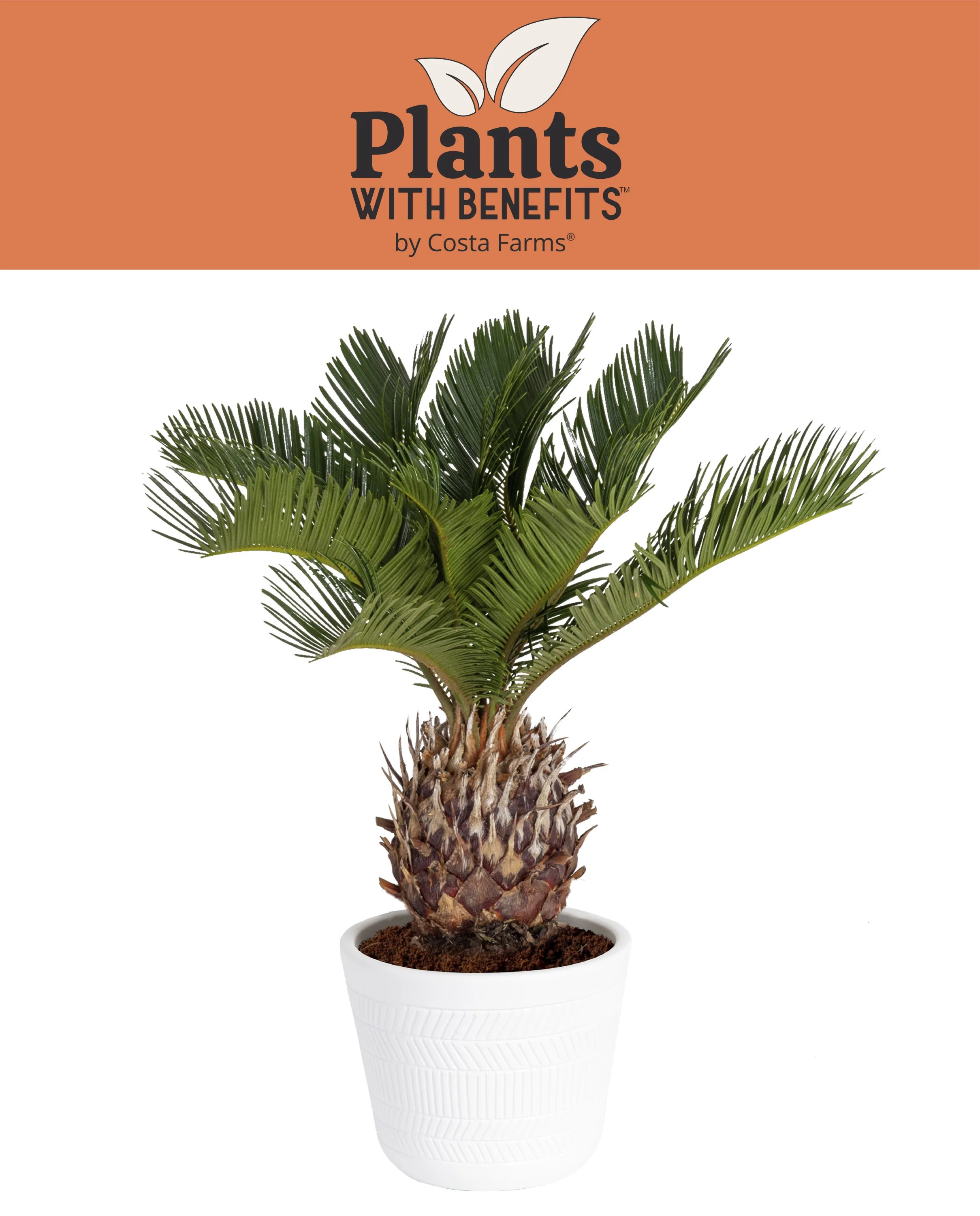 Plants with Benefits Live 15in. Tall Green Sago Palm Plant; 6in. Ceramic Pot | Walmart (US)