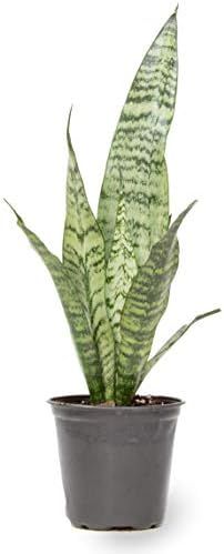 Altman Plants, Live Snake Plant, Sansevieria Zeylanica, Indoor House Plant in Pot, Mother in Law ... | Amazon (US)