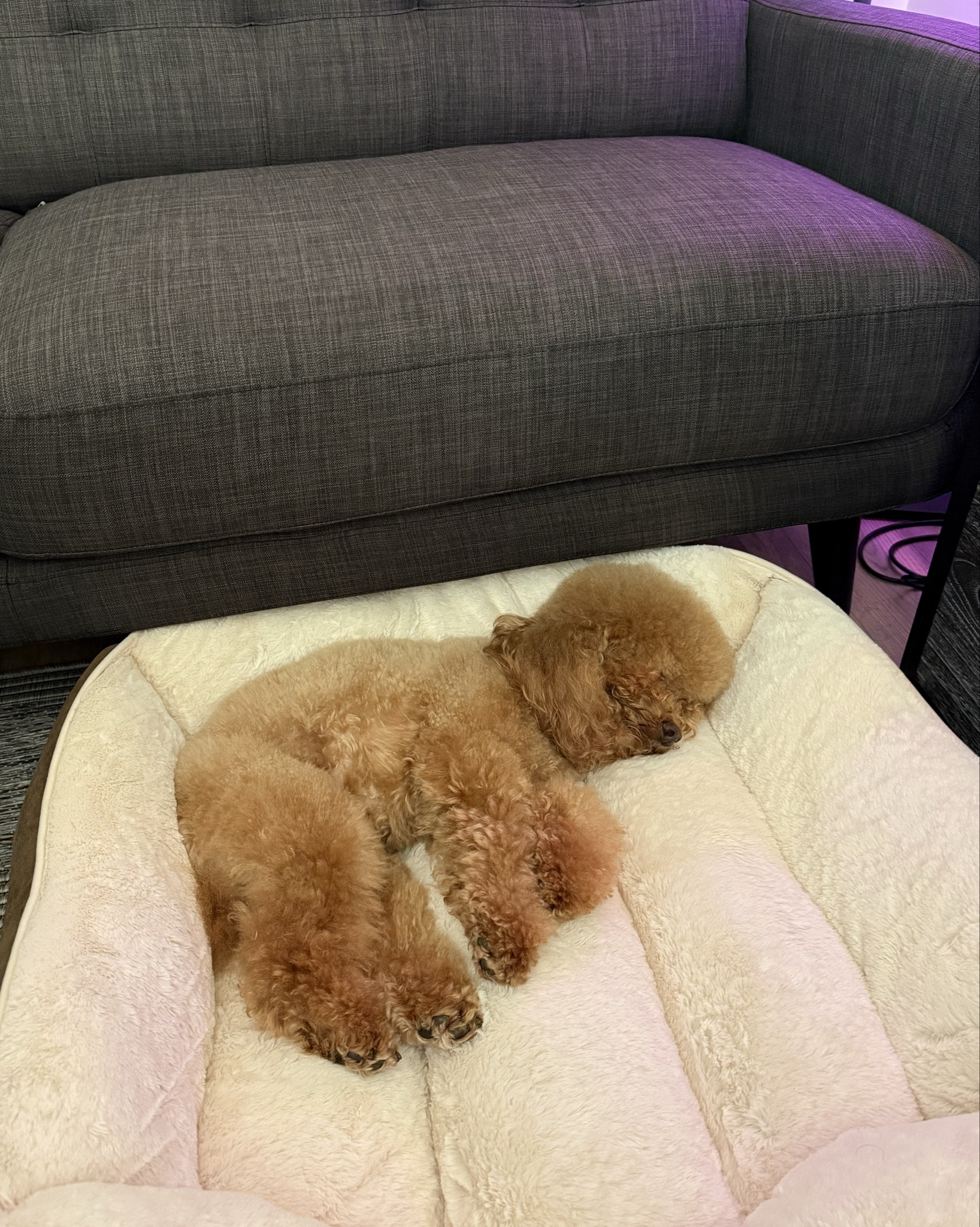 new dog bed 🐶🥰🥹