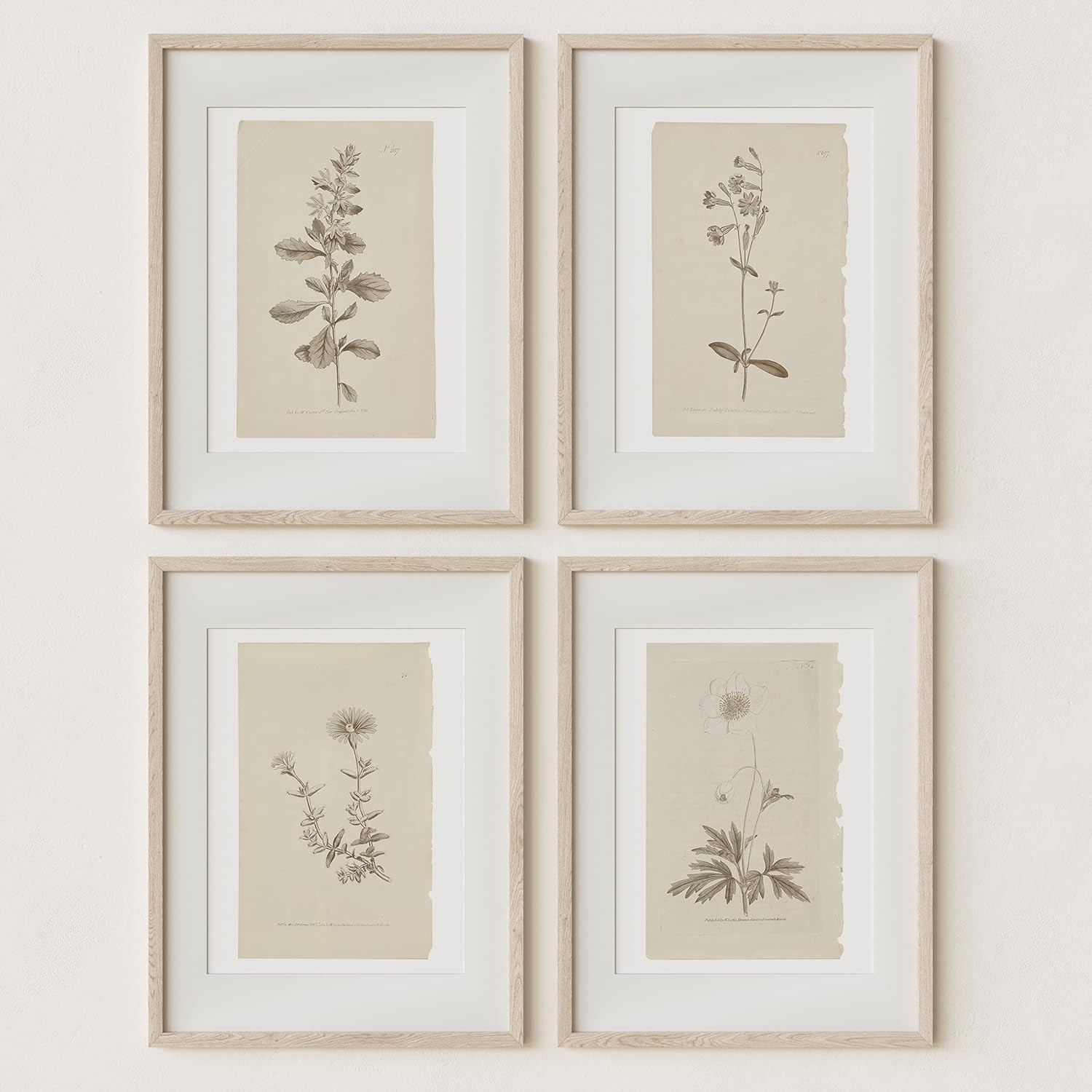 Wall Art Botanical Plant Prints | Vintage Flower Boho Minimalist Floral Artwork Neutral Decor for... | Amazon (CA)