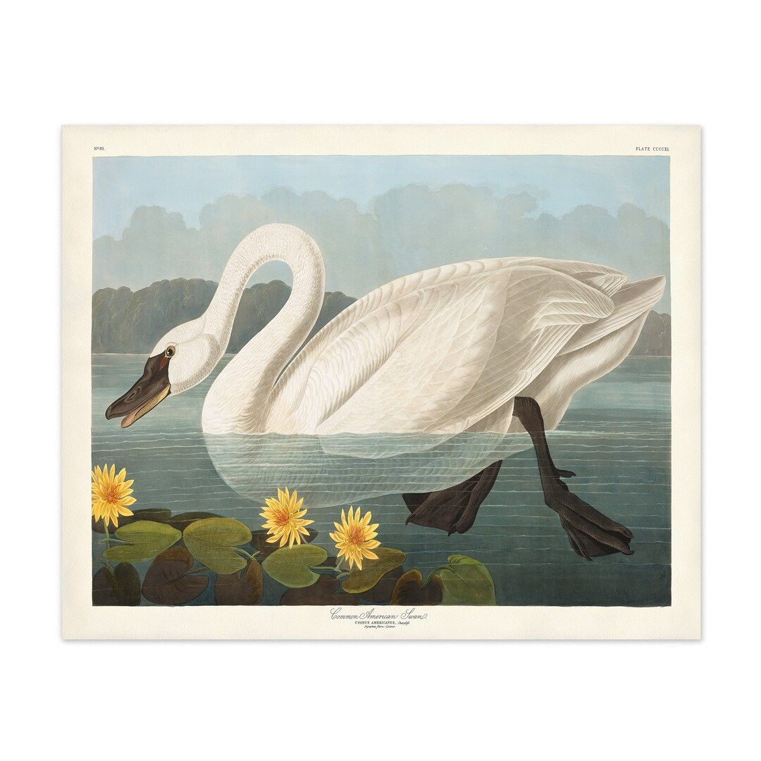 Common American Swan Print from Audubon Birds of America, Vintage Bird Wall Art, Bird Print, Swan... | Etsy (US)