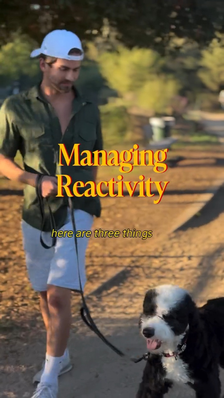 Panda the Bernedoodle helped me demonstrate my process for managing reactive dogs. My goal is not him being friendly and greeting other dogs or people, but instead feeling comfortable and confident staying neutral with me around these challenges 🐼

#dogtraining #reactivedog #doodle