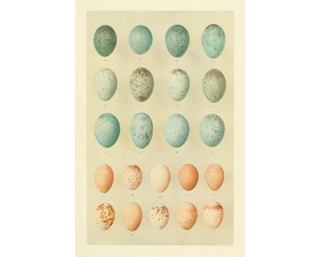 Birds Eggs Art Print, Antique Bird Eggs Painting, Vintage Nature Wall Art, Robin's Eggs, Blue Egg... | Etsy (US)