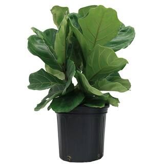 Costa Farms Ficus Lyrata, Fiddle-Leaf Fig Floor Plant in 9.25 in. Grower Pot | The Home Depot