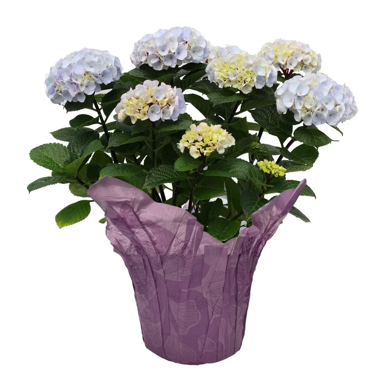 Better Homes & Gardens 8-Inch Assorted Mother's Day Hydrangea Live Plant with Decorative Pot, Col... | Walmart (US)