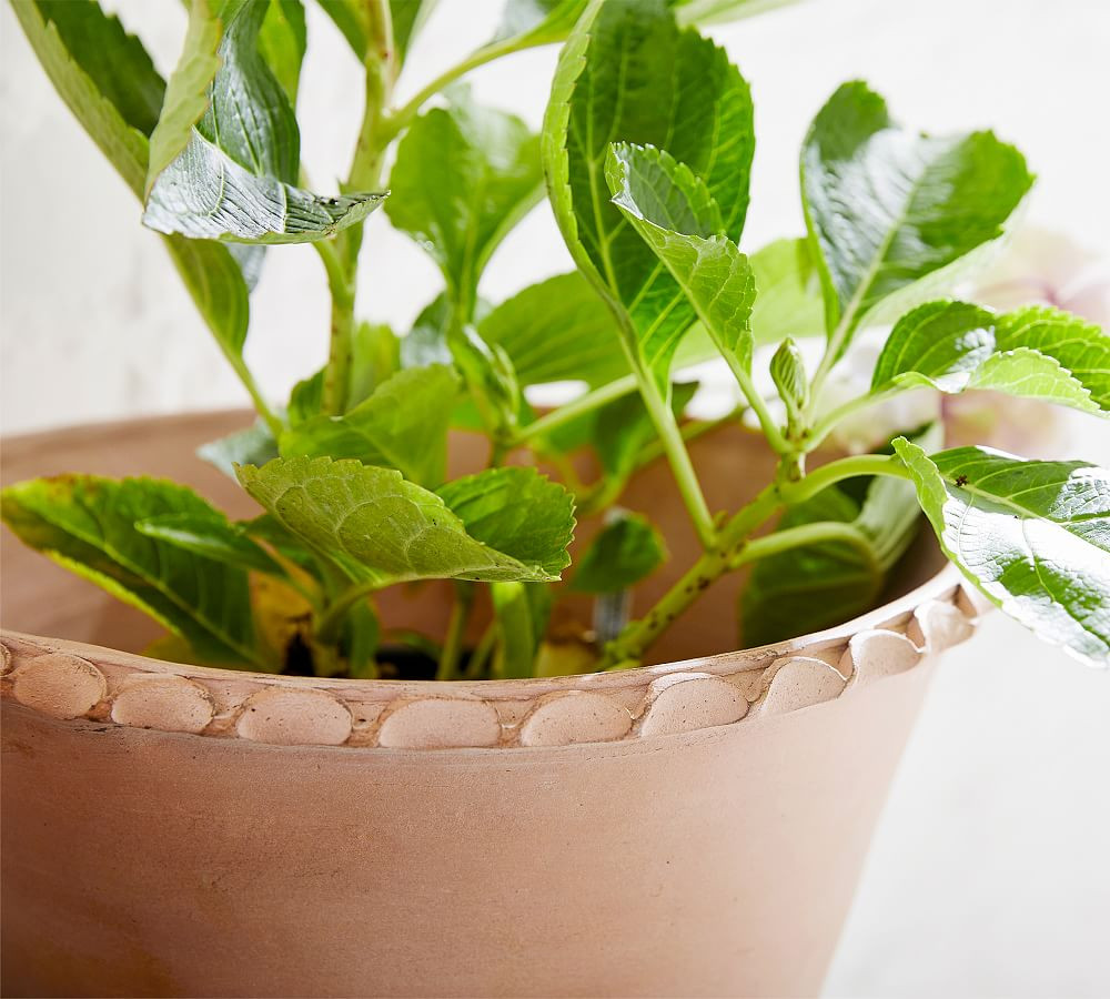 Provence Scalloped Edge Planters | Pottery Barn (US)