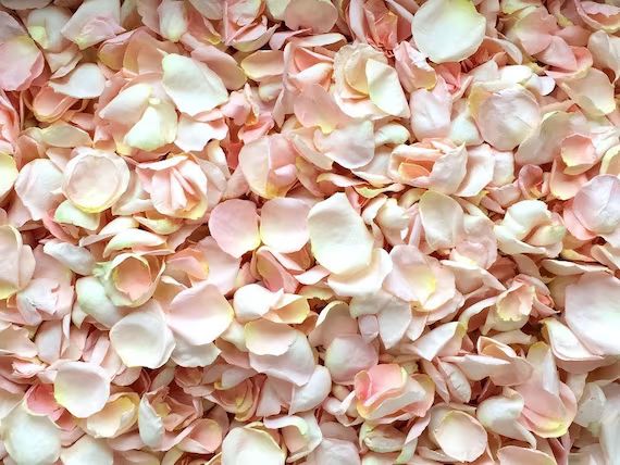 Rose Petals REAL Freeze Dried Rose Petals All Natural and | Etsy | Etsy (US)