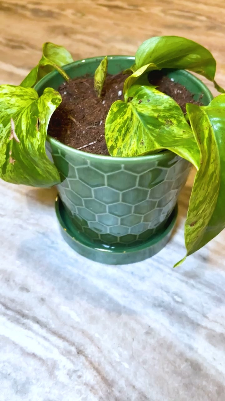 Obsessed with this planter! 🌿 The rich green color, geometric texture, and matching saucer make it the perfect home for my Marble Queen Pothos. If you're looking for an easy way to elevate your plant styling, a beautiful planter makes all the difference. This one looks much more expensive than it is and fits perfectly with modern, farmhouse, cottage, and homestead-inspired décor.


#LTKHome #LTKFinds #PlanterDecor #PlantPots #IndoorPlants #HouseplantDecor #PothosPlant #PlantParent #HomeDecor #PlantStyling #CeramicPlanter #IndoorPlantCare #GreenDecor #HouseplantLover #HomesteadHome 

 #LTKmorningroutine #LTKSeasonal #LTKHome