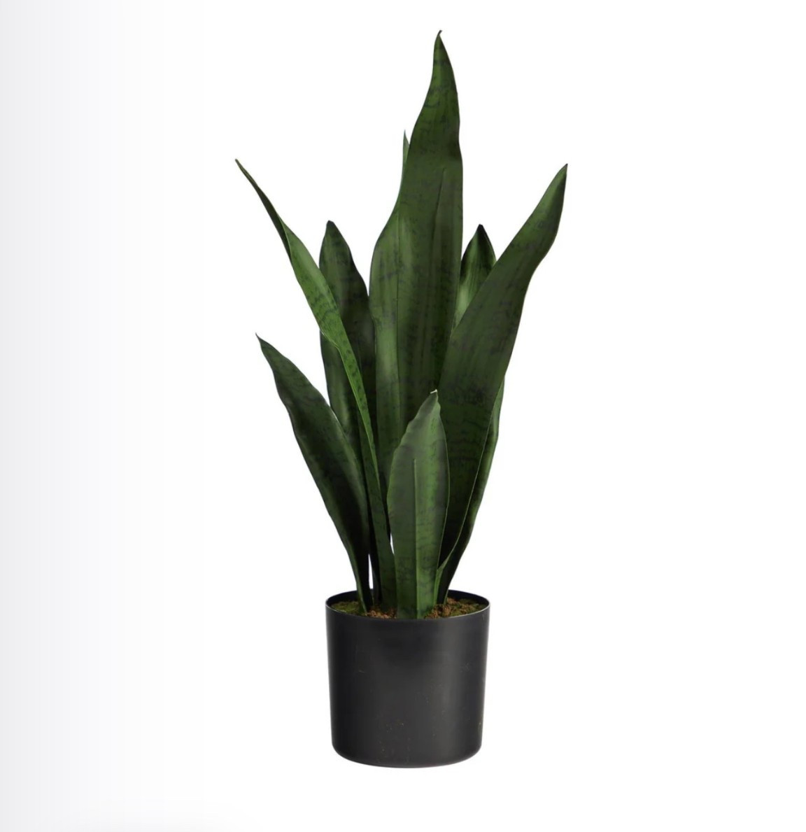 Snake plants 

#LTKHome #LTKSaleAlert #LTKSeasonal