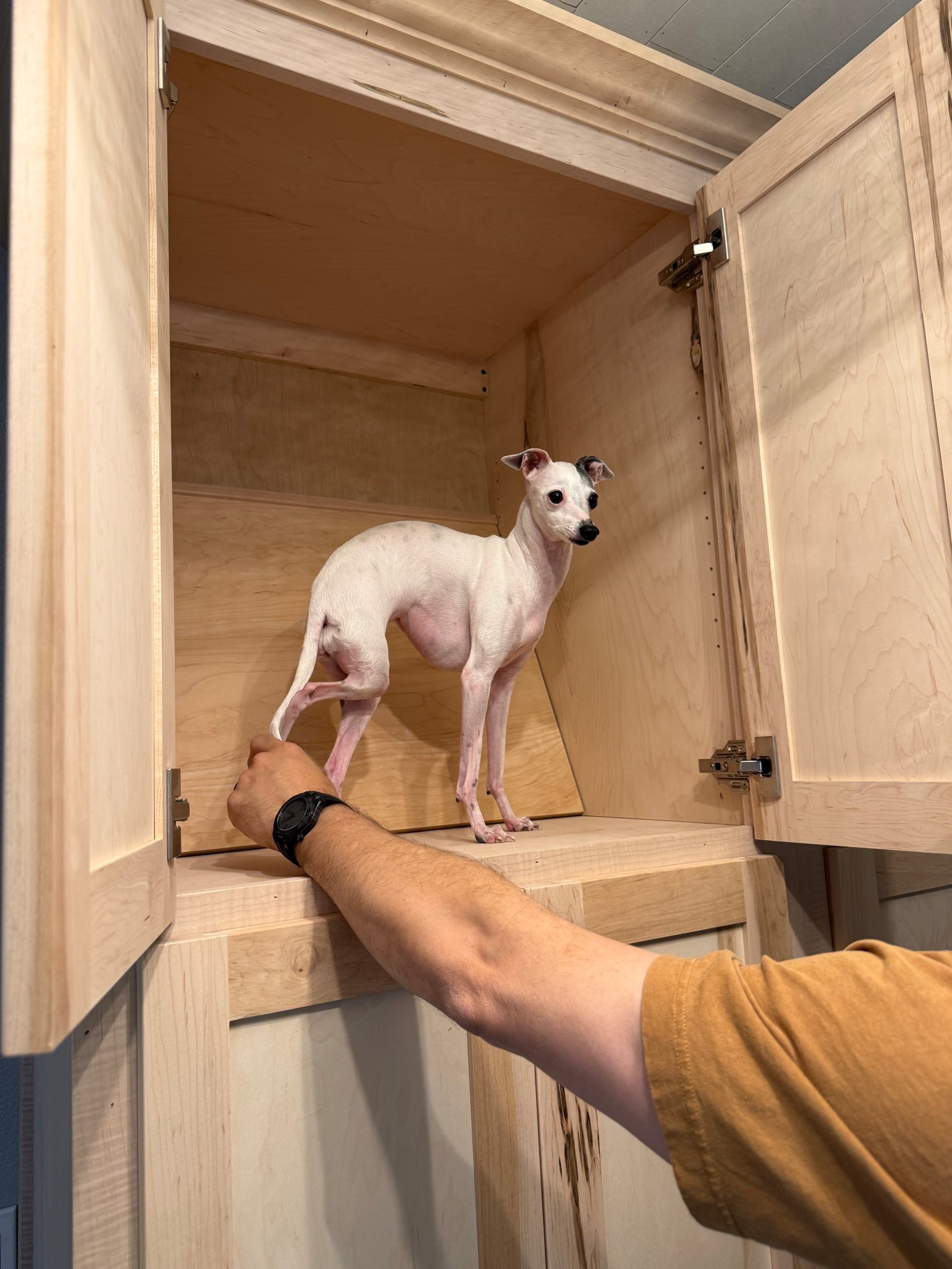 Charlie has to inspect every new cabinet installed. She is making sure our contractor is doing everything right 😂

#LTKHome #LTKPets