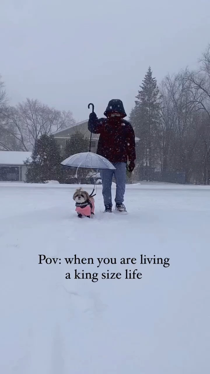 Dog Umbrella 

#LTKstyletip #LTKFind #LTKSeasonal