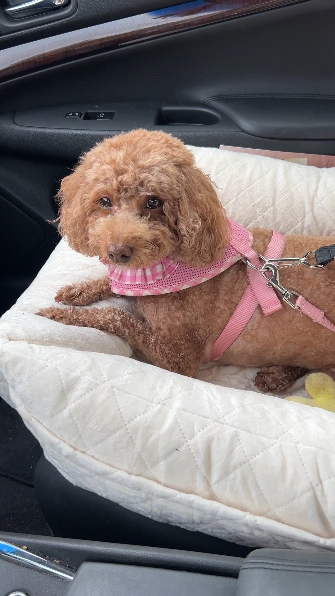 Summer’s new car seat☺️ comes in a few different colors. Amazon finds 

#LTKPets #LTKTravel #LTKFindsUnder50