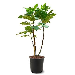 5 Gal. Brown Turkey Fig Tree FIGBRO05G - The Home Depot | The Home Depot