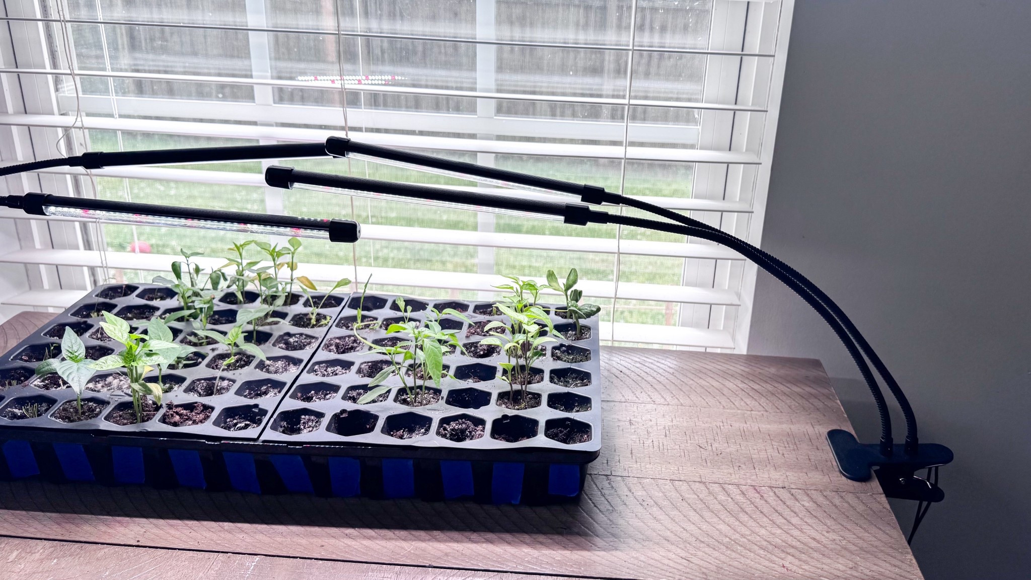 These grow lights work SO WELL with my seedlings. I bought two so I could completely cover my full trays it has a light dimmer, timer, one and off button. The arms are adjustable too. #LTKgarden #gardeningg

#LTKSeasonal #LTKHome