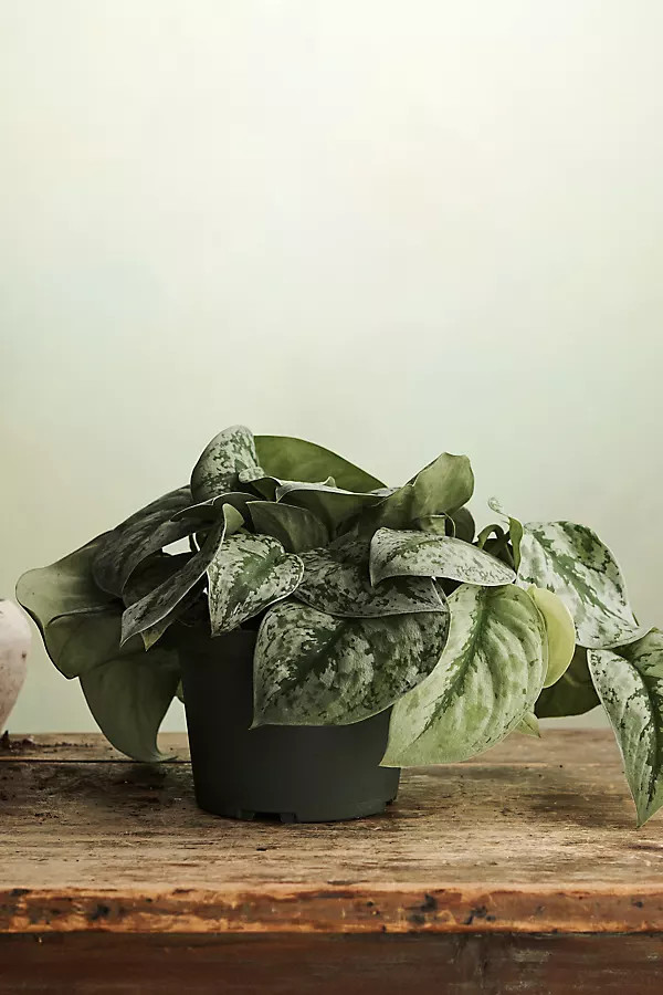 Scindapsus Silver Ann | Anthropologie (US)
