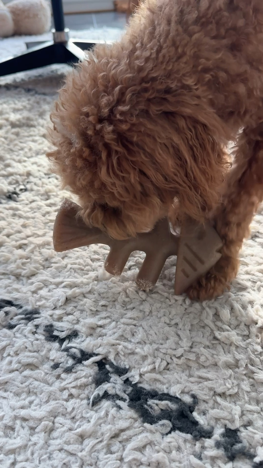 My puppy’s favorite chew toy since he was a puppy is from Benebone. He had the small puppy sized Benebone before and now loves their fish version. Keeps him occupied while I work. 

#LTKPets