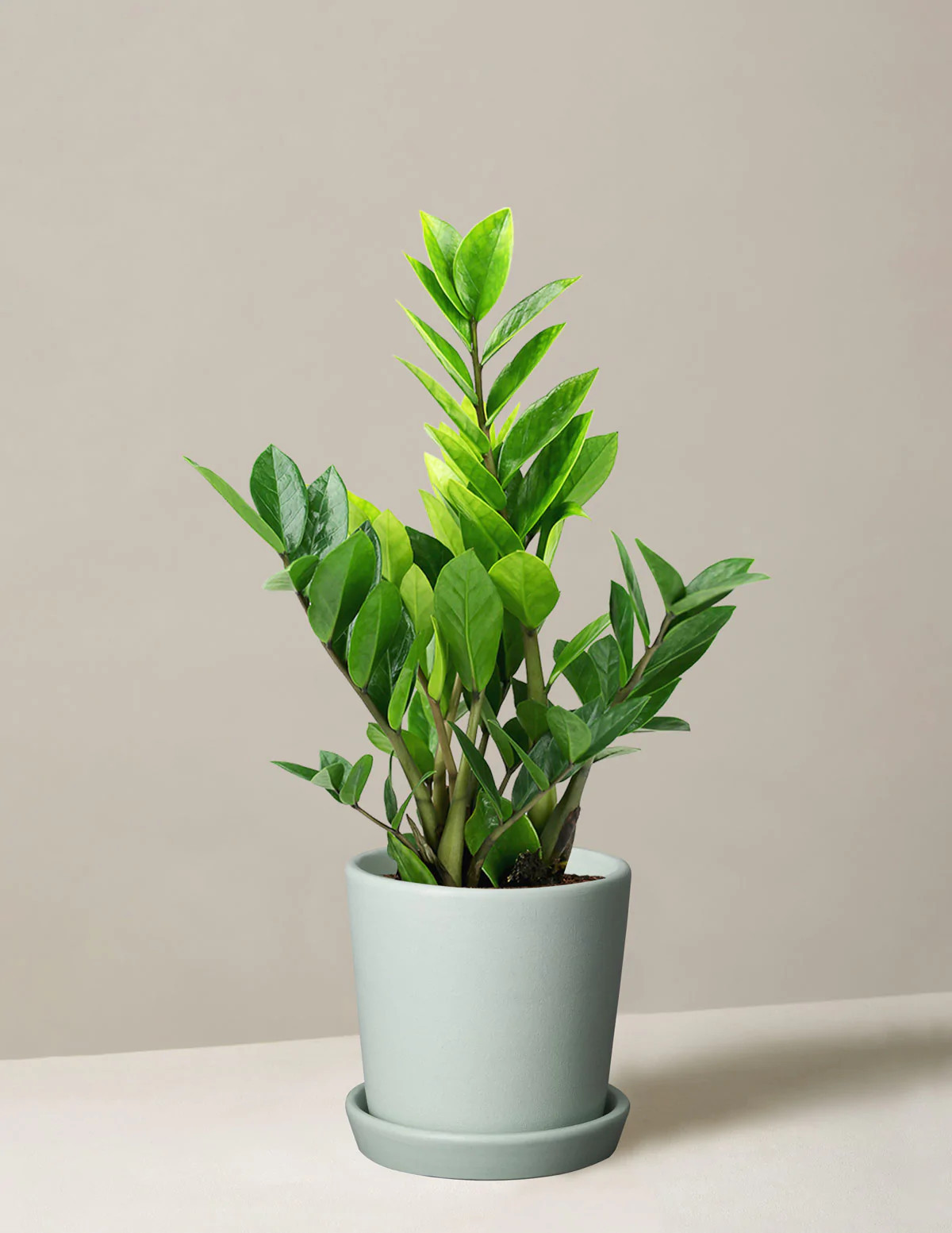 ZZ Plant | The Sill