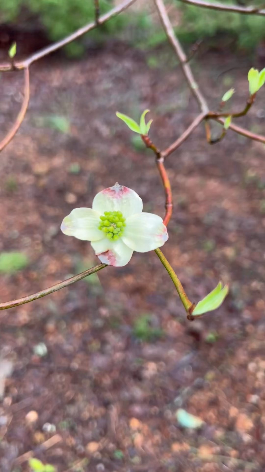 Spring is officially blooming here in Tennessee, and nothing says Southern charm like the first blossoms of the dogwood tree. These delicate white petals are my favorite sign that warmer days and fresh starts are here.

Whether you’re refreshing your home for spring or just need a little seasonal inspiration, I’m sharing some of my favorite finds that capture this light, airy vibe—from floral prints to soft textures that bring the outdoors in.

Tap to shop the looks inspired by this beautiful spring moment!

#SpringInTennessee #DogwoodSeason #LTKHome #SouthernStyle #SpringRefresh #LTKSpring #NatureInspired

#LTKSeasonal #LTKHome