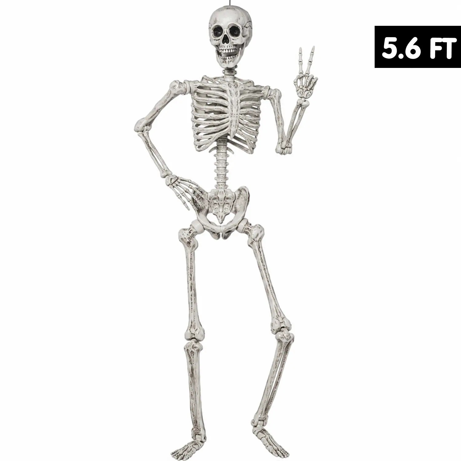 Joyfy 5.6 FT Halloween Posable Life Size Skeleton Full Body Realistic Bones with Movable Joints one_size | 16290PM | Lowe's