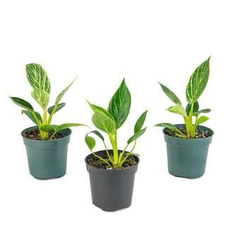 national PLANT NETWORK Birkin Philodendron (Philodendron) in 4 in. Grower Containers (3-Plants)-H... | The Home Depot