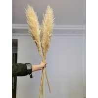 5 Pcs Large Light Yellow Dry Reeds Plumes，natural Dried Pampas Grass Decor, Reed Plume, Dry Boho Wed | Etsy (US)