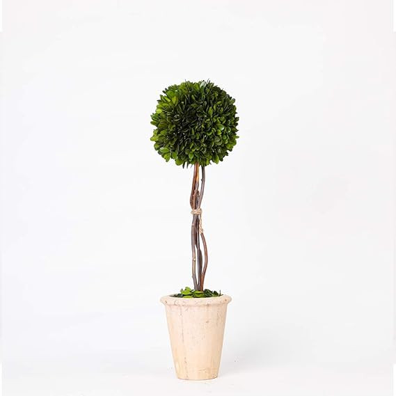 Real Preserved Boxwood Evergreen Globe Tree Topiary in Terracotta Planter (22 inch Tall) | Amazon (US)