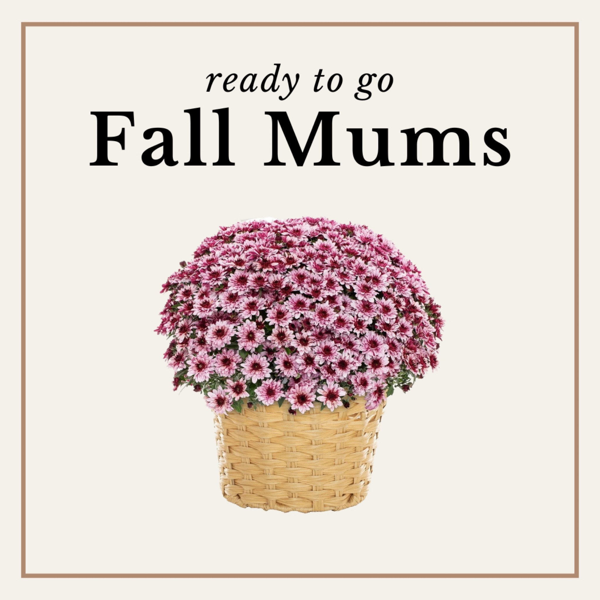 Pre-planted mums in a plastic pot (that looks like wicker) & gets delivered to you! It’s ready to display on your porch, patio or deck – no planting required

#LTKSeasonal #LTKHome