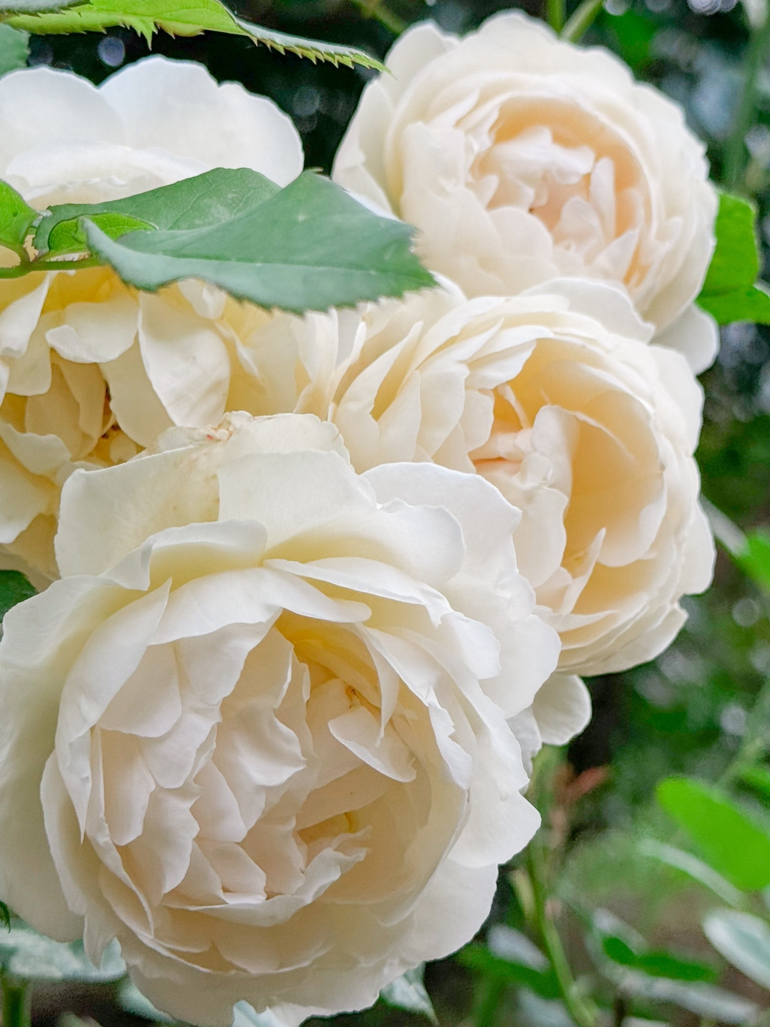 Wollerton Old Hall is a beauty when he decides to bloom. It’s not all that often though  

#LTKspringtrends #LTKHome #LTKspring