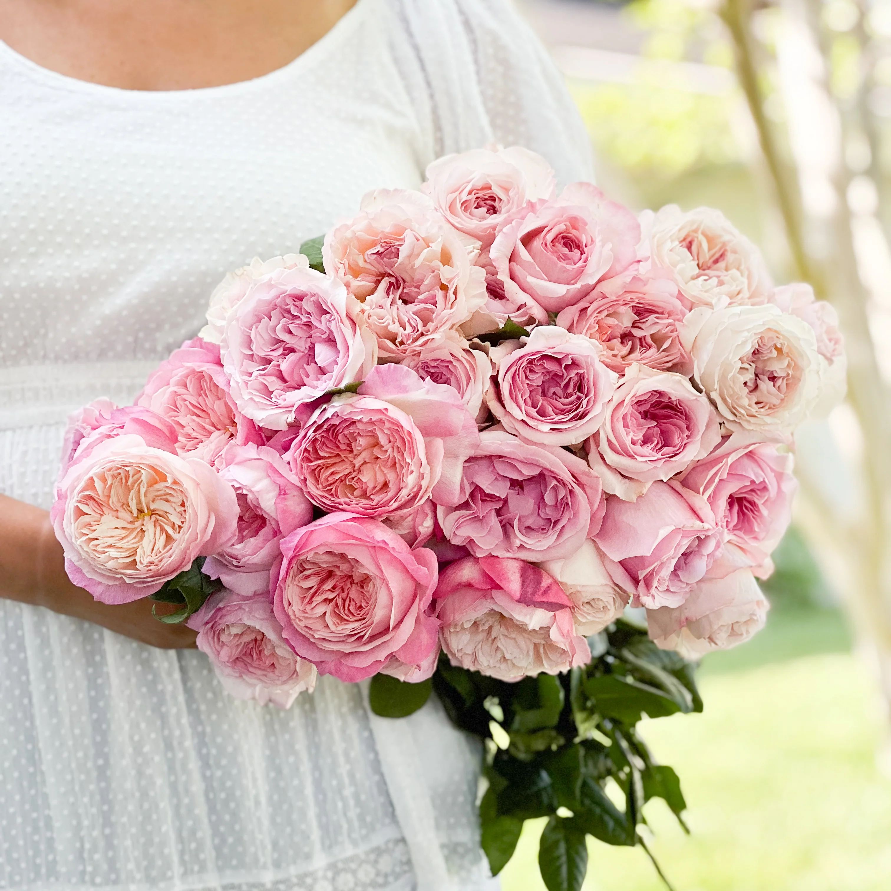 David Austin Pretty in Pink Garden Rose Bundle | grace rose farm