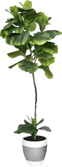 Fiddle-Leaf Fig Floor Palm Tree in Pot | Wayfair North America