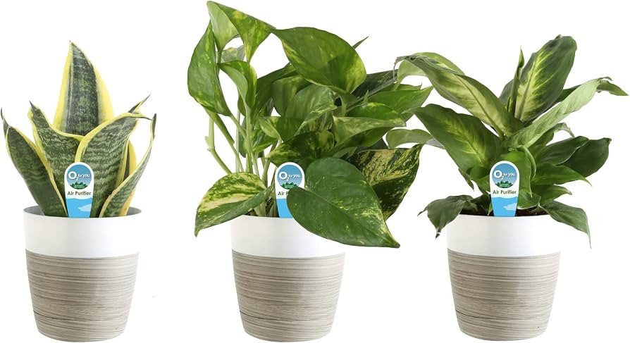 Costa Farms Clean Air 3-Pack Live House Plant Collection, 8-Inches Tall, in White-Natural Planter | Amazon (US)