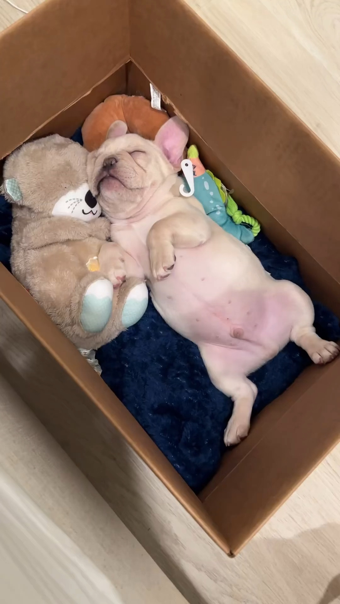 fisherprice otter 🦦 is such a great snuggle buddy. Helped doobie sleep and feel comfy away from his sister

#LTKVideo #LTKGiftGuide #LTKfindsunder50