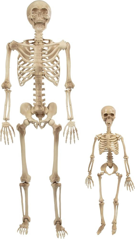 Life Size Human Skeleton Halloween Decoration Value 2 Pack- Adult 5' 4" & Child 2' - Articulated ... | Amazon (US)