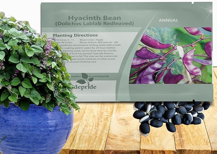 Outsidepride Red Lablab Hyacinth Bean Vine Seeds - 100 Pcs Perennial, Fast Growing Vegetable Seed... | Amazon (US)