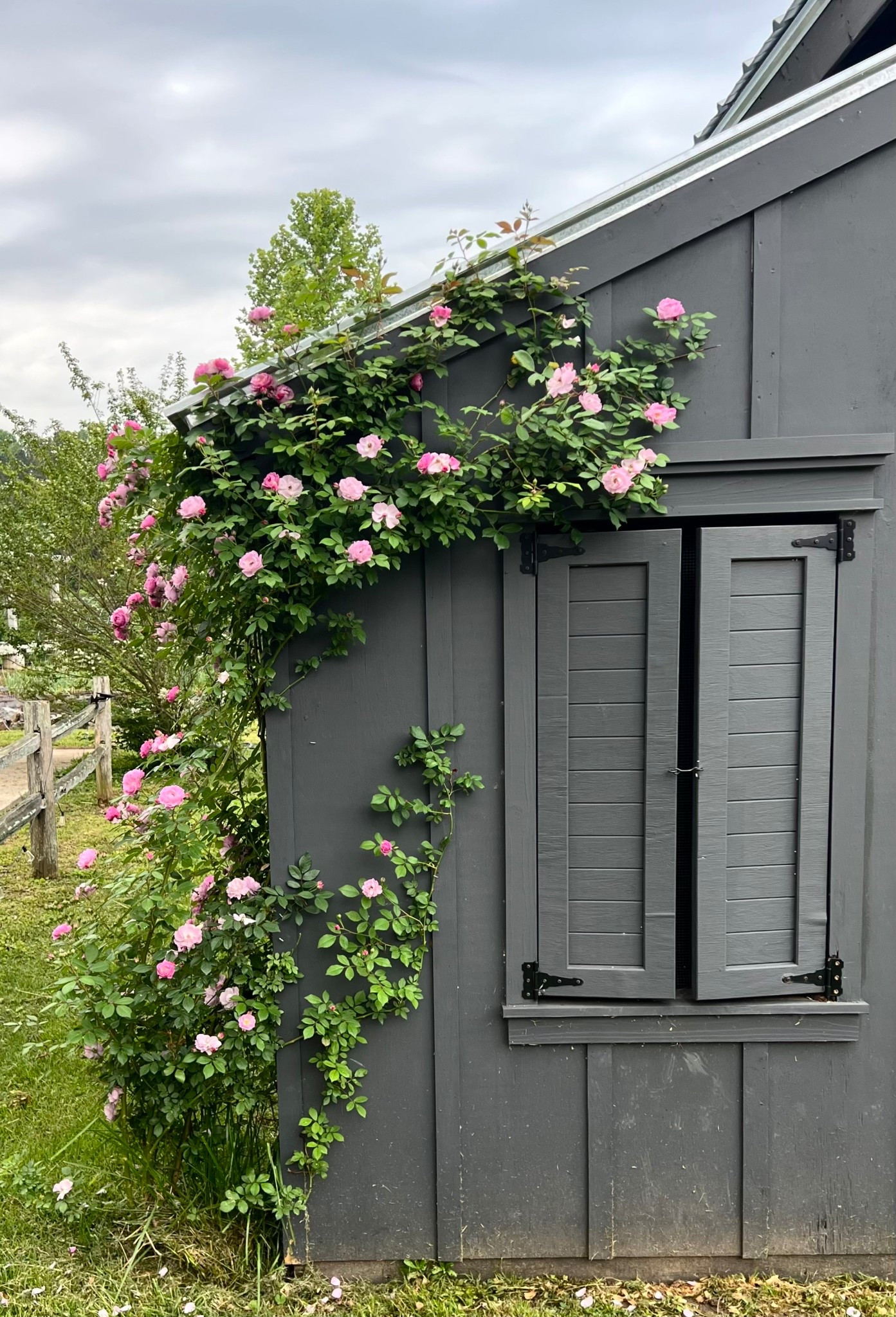 Rise up Lilac climbing rose. We planted it last spring and this is the 2nd year! Love it so much and can’t wait to see how it continues to grow. Garden favorite

#LTKHome #LTKFindsUnder50
