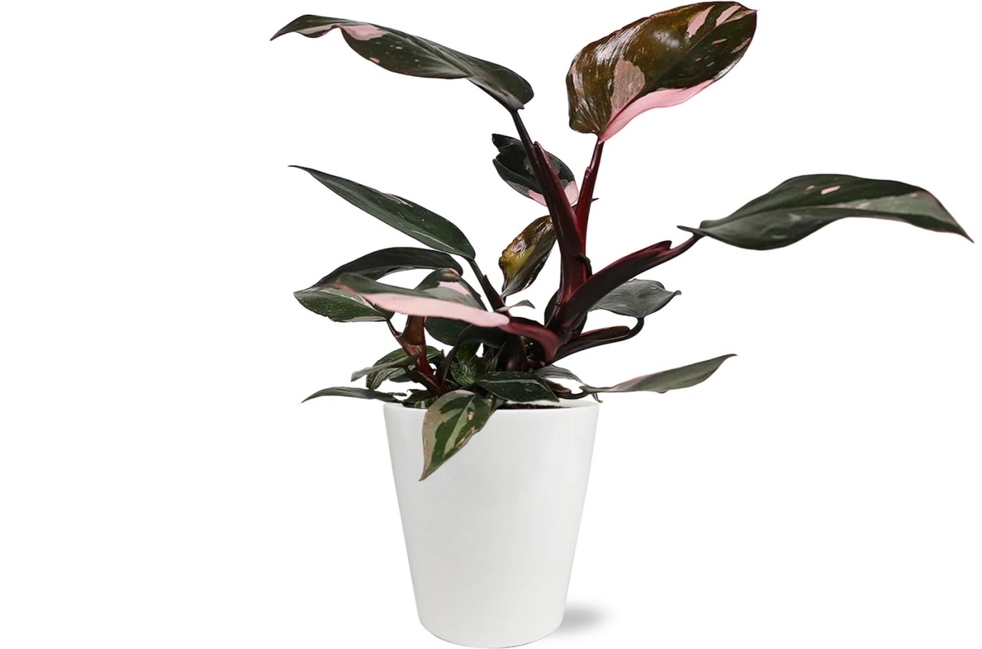 Wild Interiors 8-14" Tall Pink Princess Philodendron Live Plant in 5" White Ceramic Pot, House Pl... | Walmart (US)