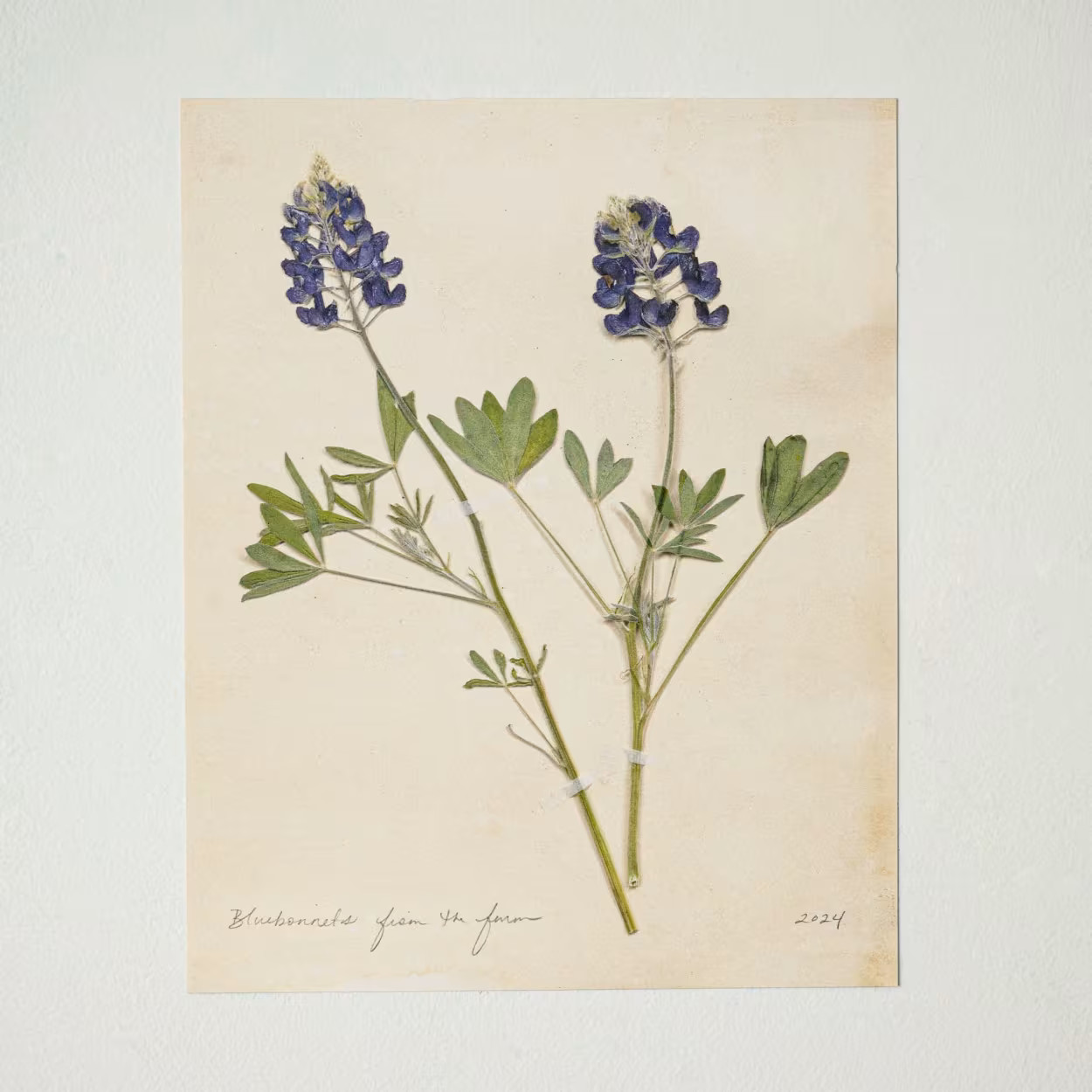 Jo's Hand Pressed Herbarium Prints - Bluebonnets '24 | Magnolia