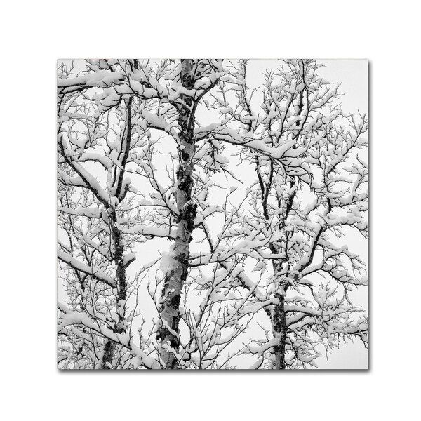 Hugh Evans 'Birch' Canvas Art | Bed Bath & Beyond