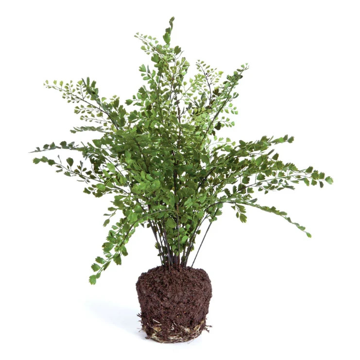 Maidenhair Fern Faux Drop-In | Cailini Coastal