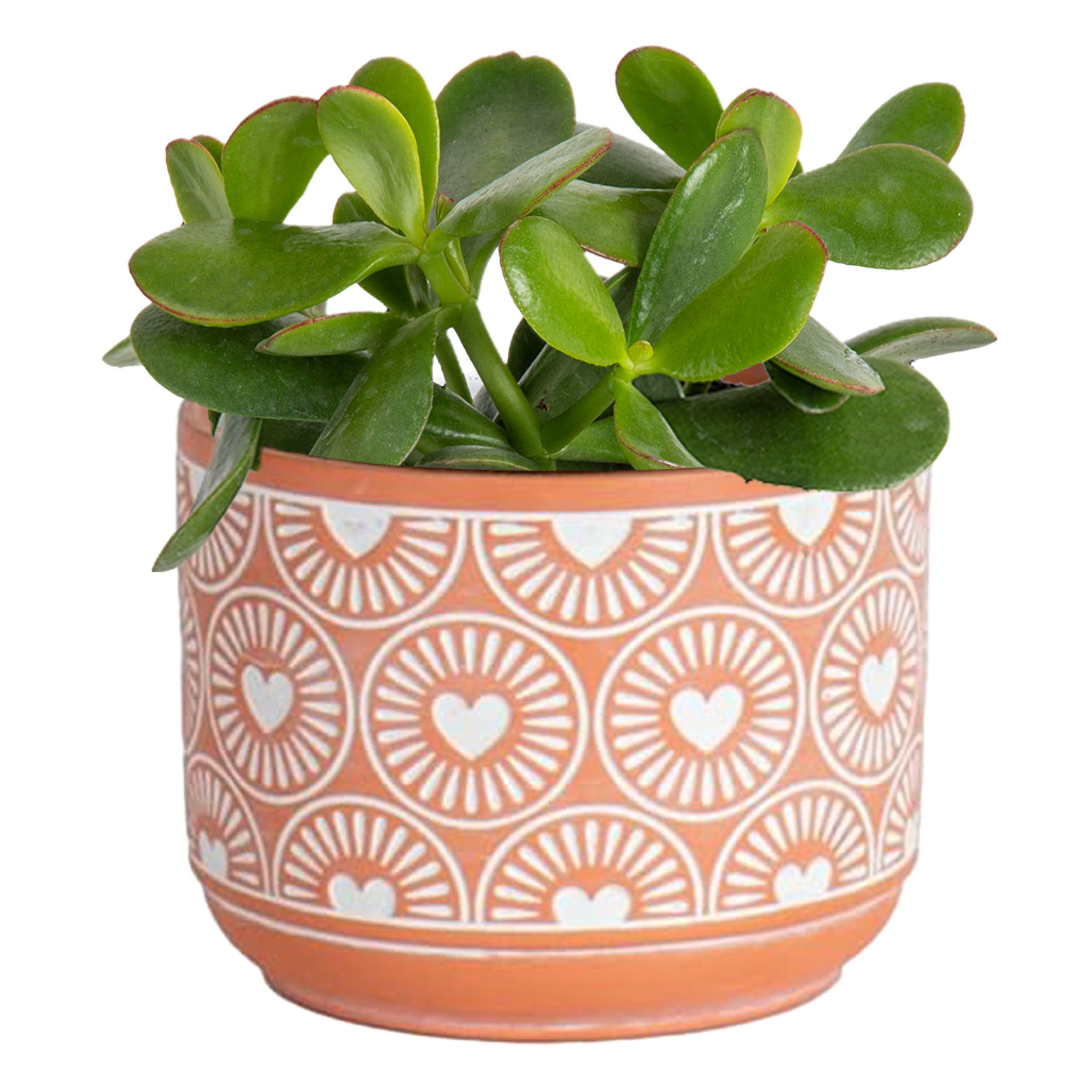 Costa Farms Succulent Plant, Live Jade Plant, Potted in Cute Decor Plant Pot with Potting Soil Mi... | Amazon (US)