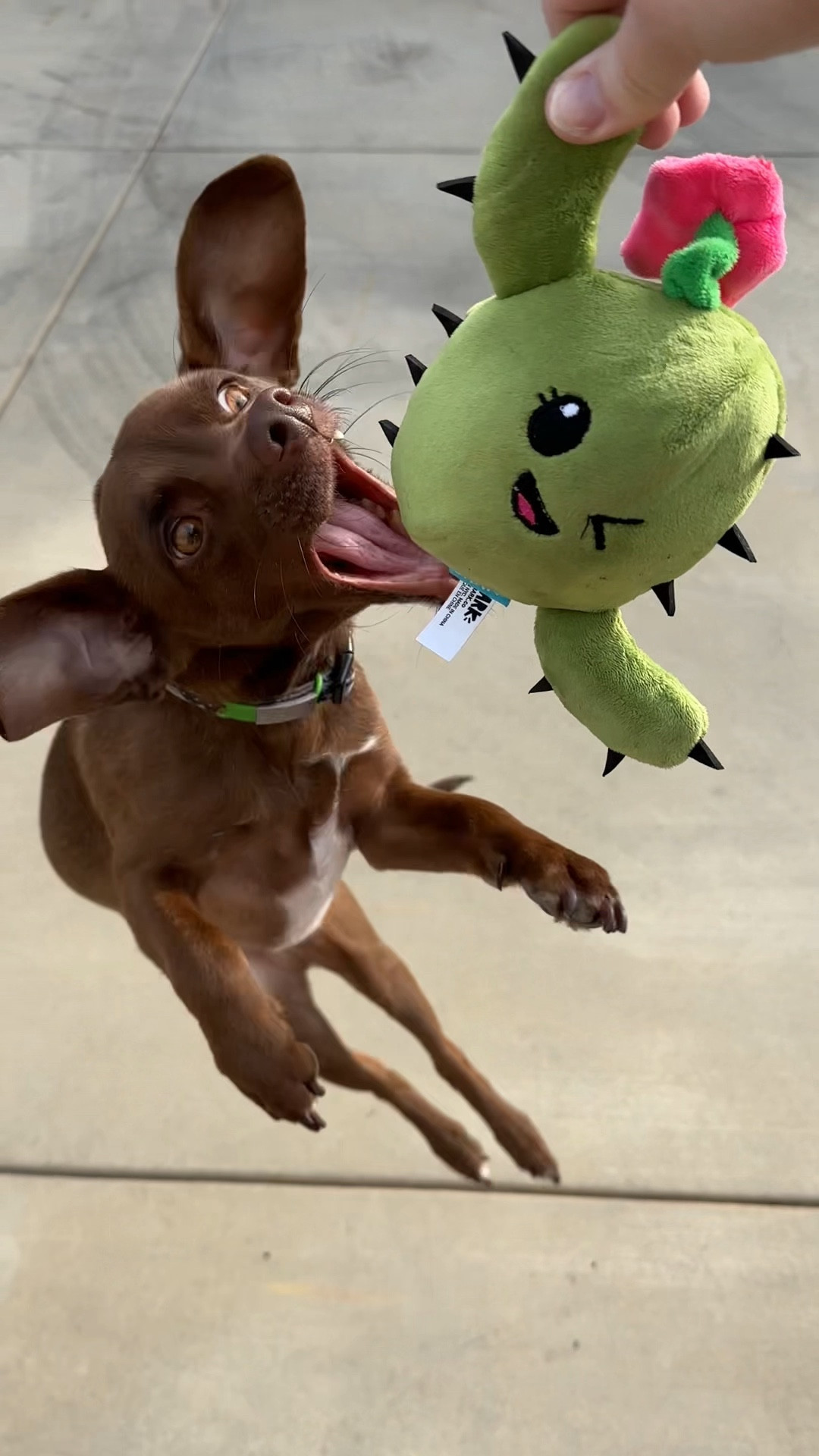 Pickles loves his new plush cactus dog toy!

#LTKPets