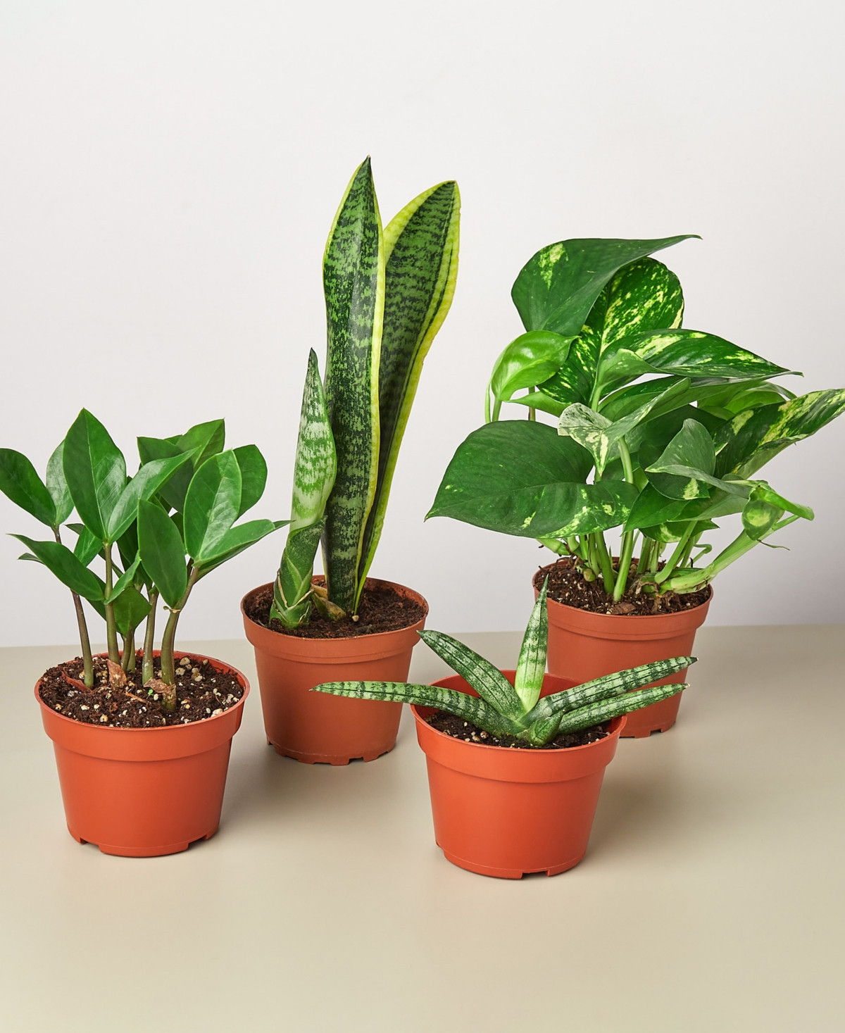 Easy Care Live Plants, Pack of 4 | Macy's
