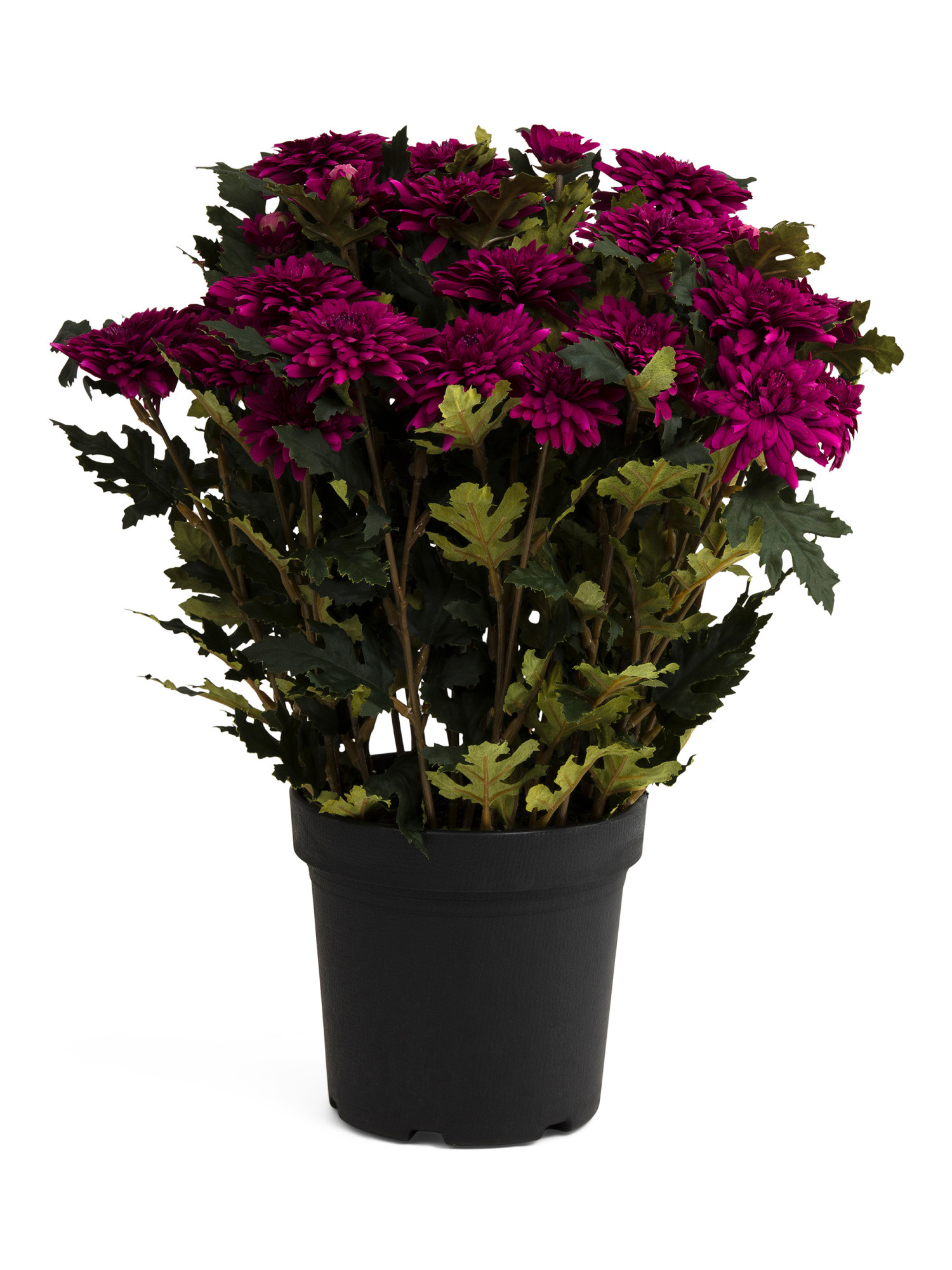 19in Uv Resistant Gerbera In Pot | TJ Maxx