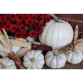 Real Assorted White Pumpkin Ghost Boo Collection Box (Set of 14) | The Home Depot