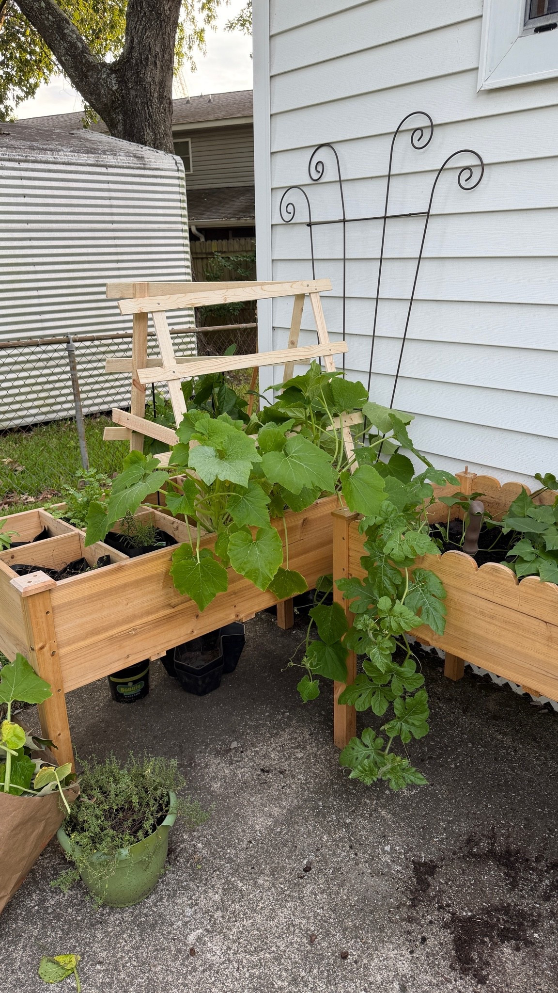 Garden beds were the best thing I bought for my backyard this year.

#LTKdayinmylife #LTKHome