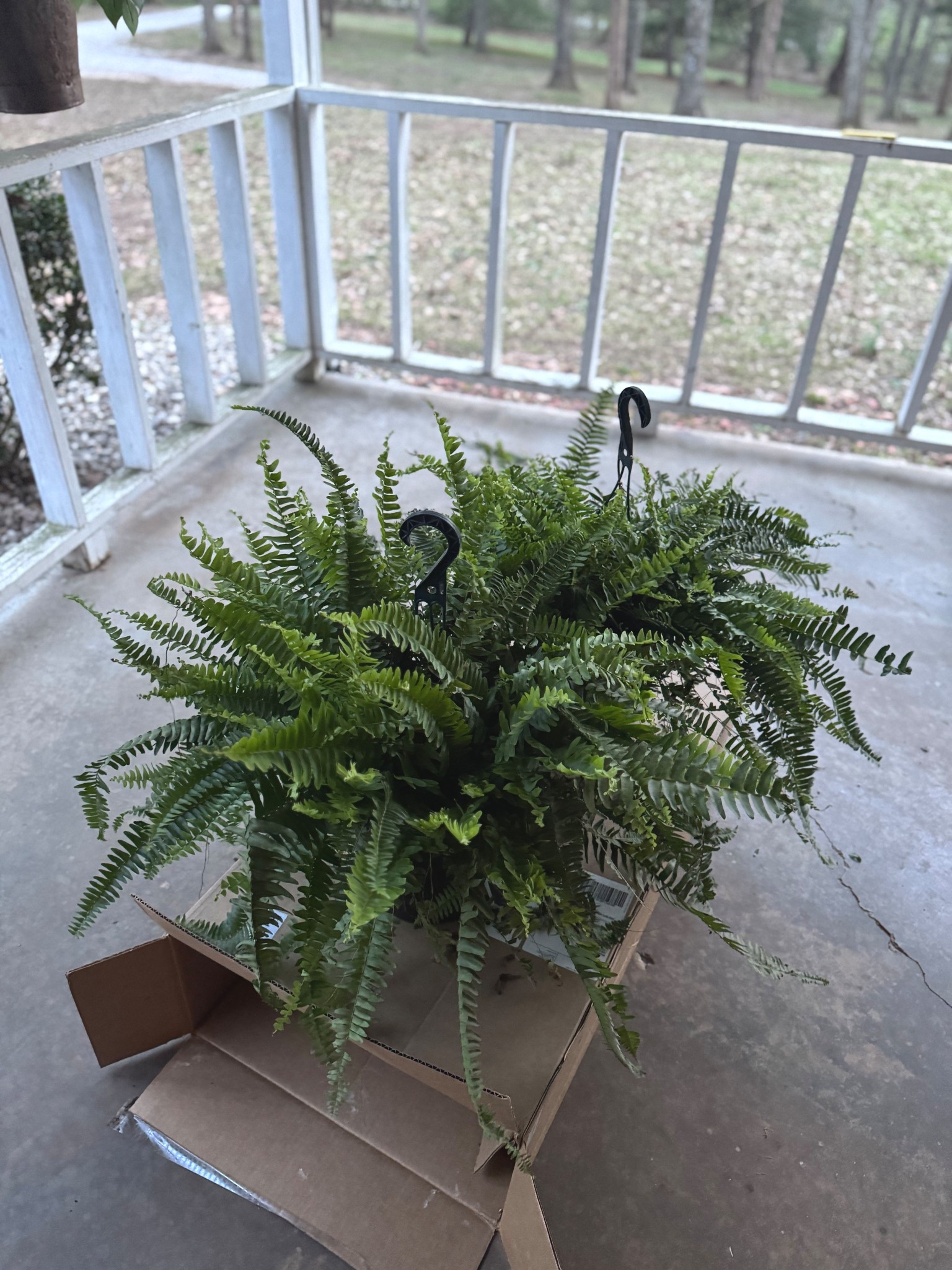 Walmart United Nursery 2-Pack Of Live Boston Fern Tropical Plants 24-28in Wide in 10in Hanging Basket

#LTKHome #LTKvlog #LTKSeasonal