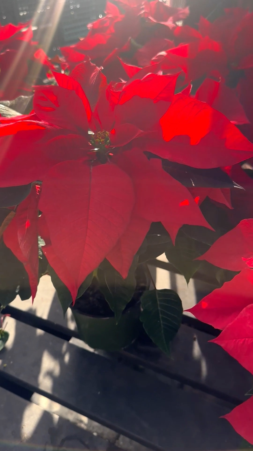 Morning glow with a dash of Christmas cheer! 🎄❤️ #ChristmasVibes #Red #Poinsettia

#LTKHoliday #LTKGiftGuide #LTKHome