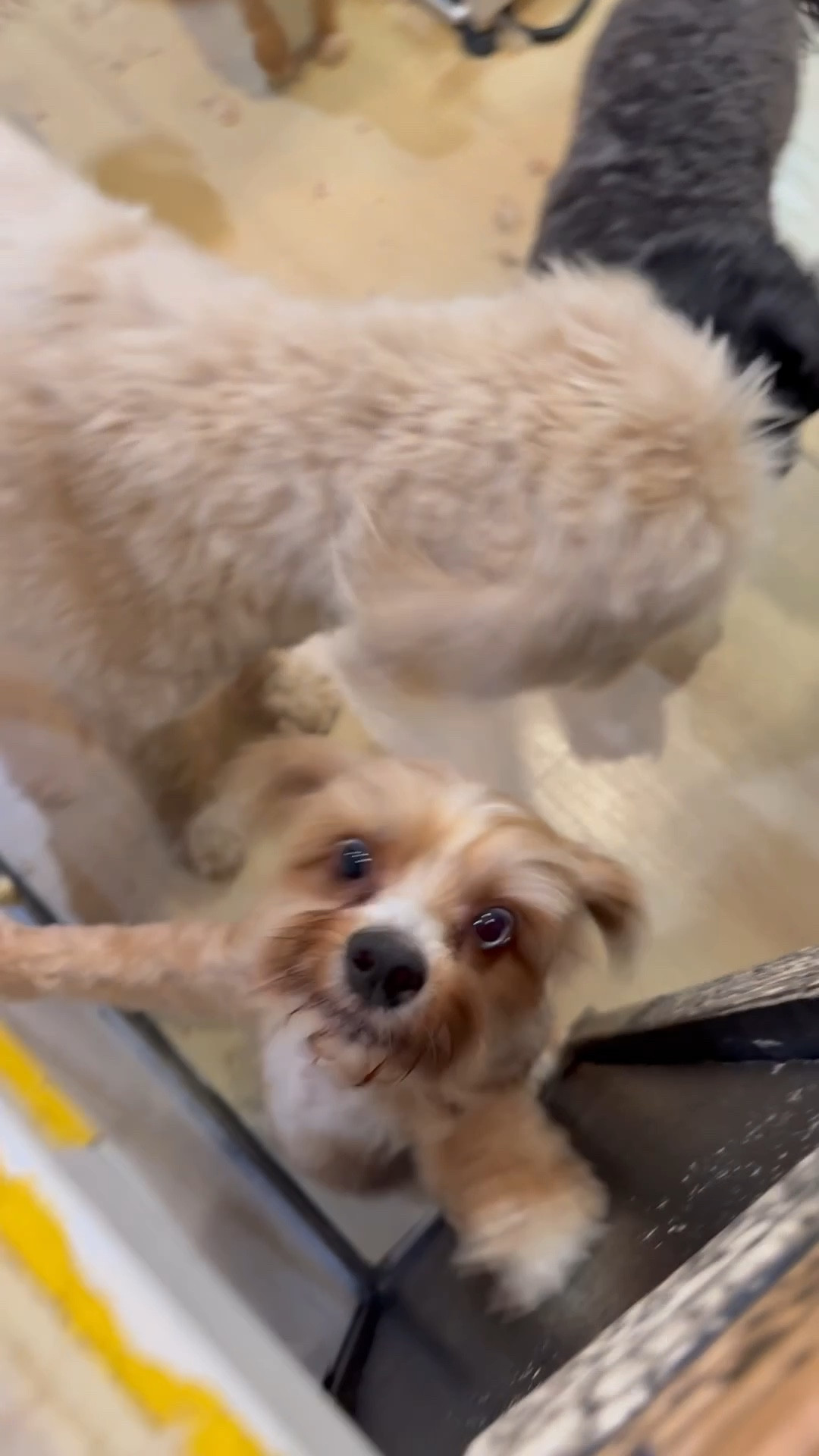 Tell your dog we said, “Hi!” 
The spaw is the spot where all the spoiled pups hang out. Our babies are sleepy but safely tucked in for the ride home  

#LTKStyleTip #LTKActive #LTKPets