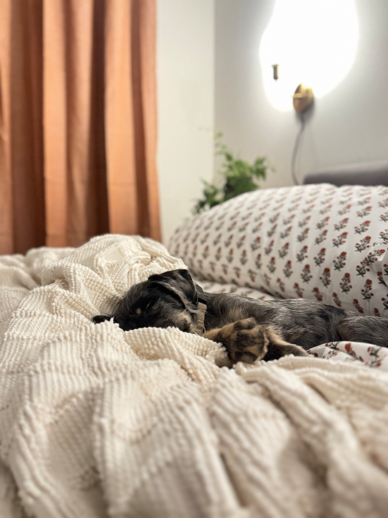 I need to be working on my annual holiday gift guide—but puppy snuggles.

#LTKHome #LTKFamily #LTKGiftGuide